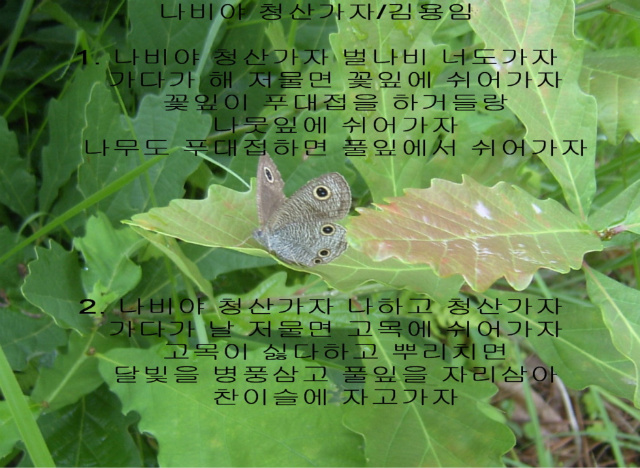 나비야 이미지