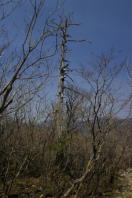 丁亥年 太白山行 2007-04-29