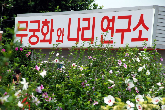무궁화의자 이미지