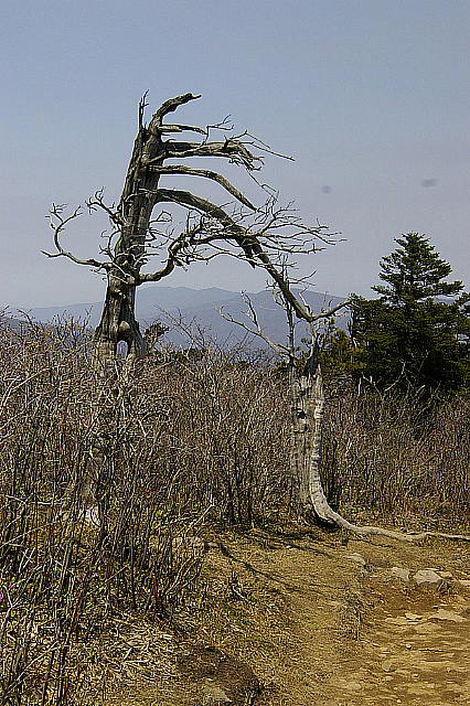 丁亥年 太白山行 2007-04-29