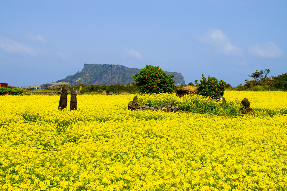 일출봉 이미지