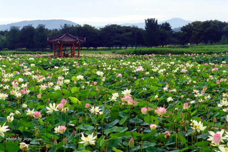 경주연꽃