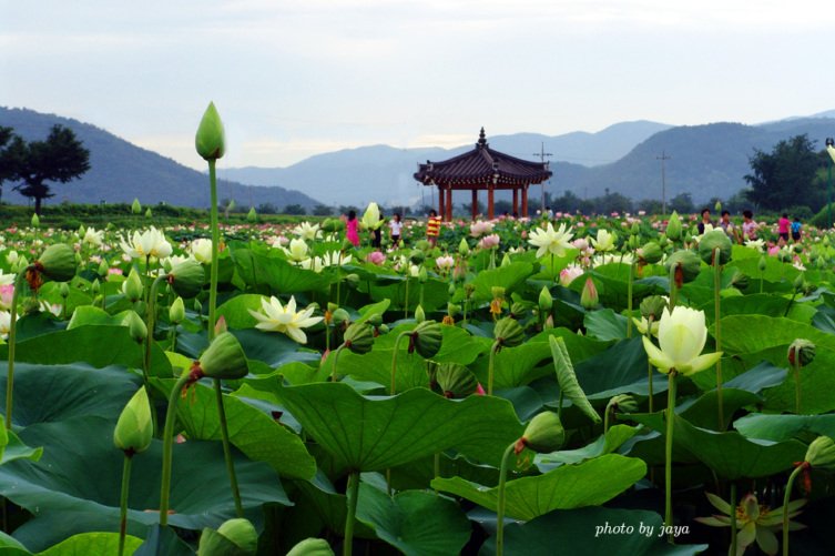 경주연꽃