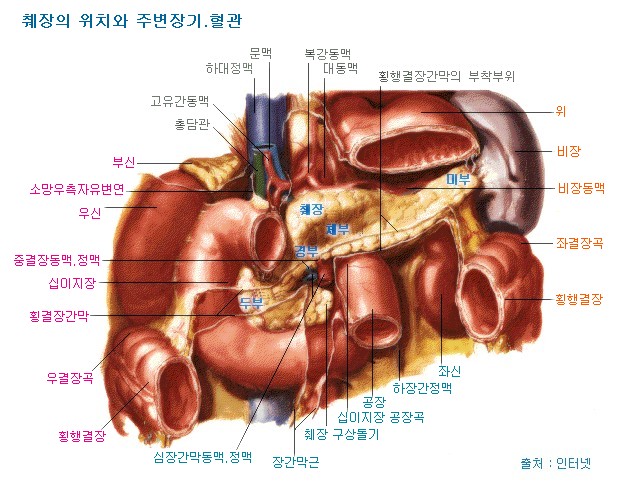 ì·Œìž¥ì§ˆí™˜ì˜ ì›ì¸ ì¦ìƒ ì§„ë‹¨ ì¹˜ë£Œ ë° ê´€ë¦¬