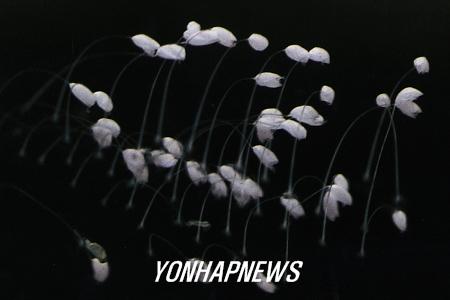 우담바라 이미지