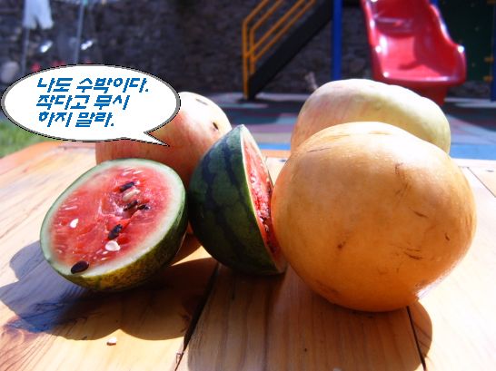 숲속작은나라 이미지