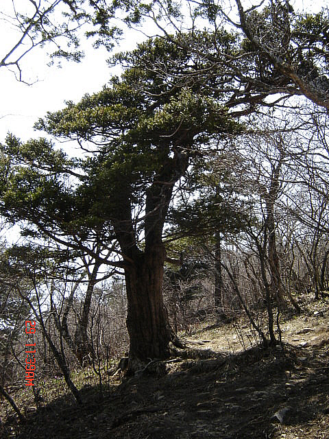 丁亥年 太白山  2007-04-29