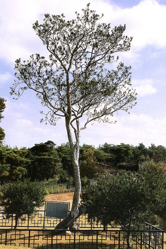 백송 이미지