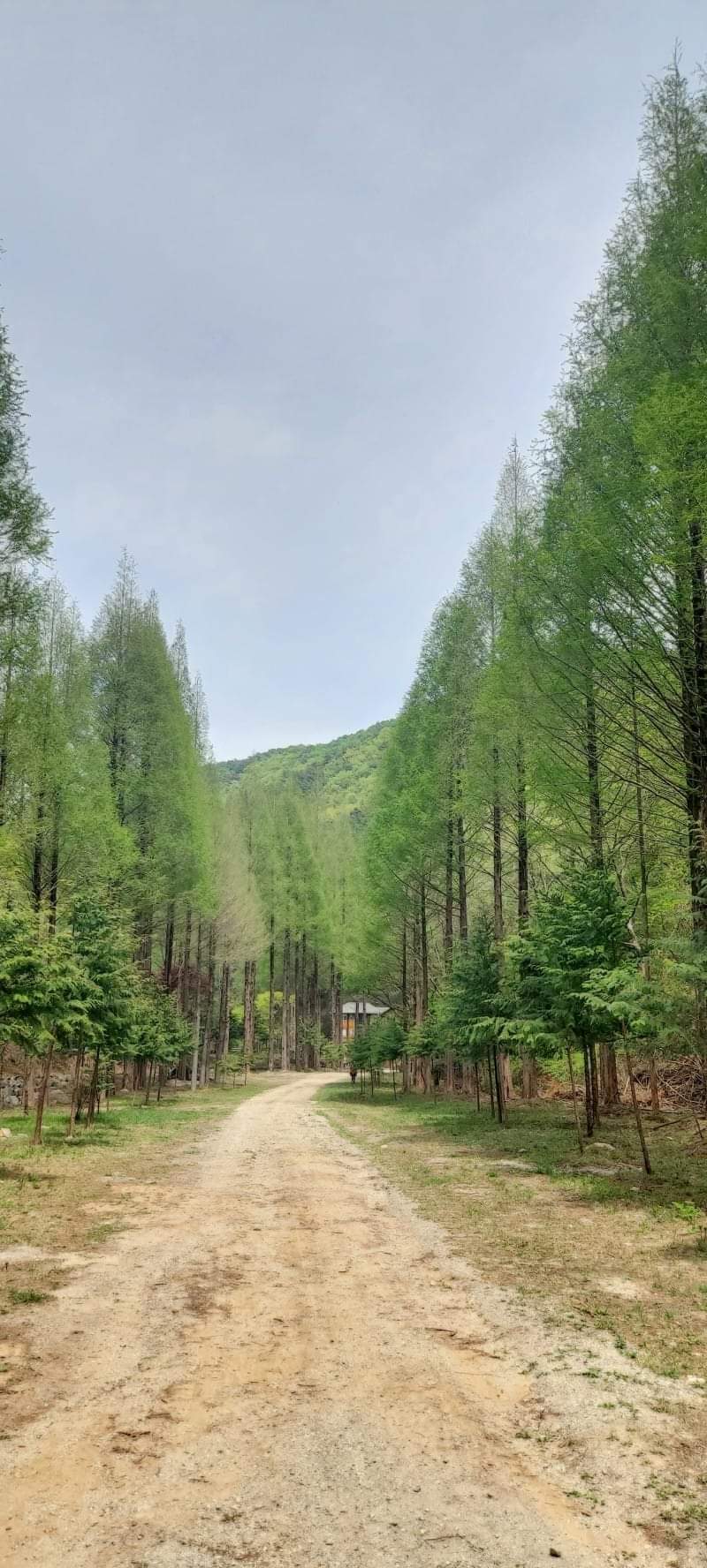 초록초록 싱그러운 논산 온빛자연휴양림