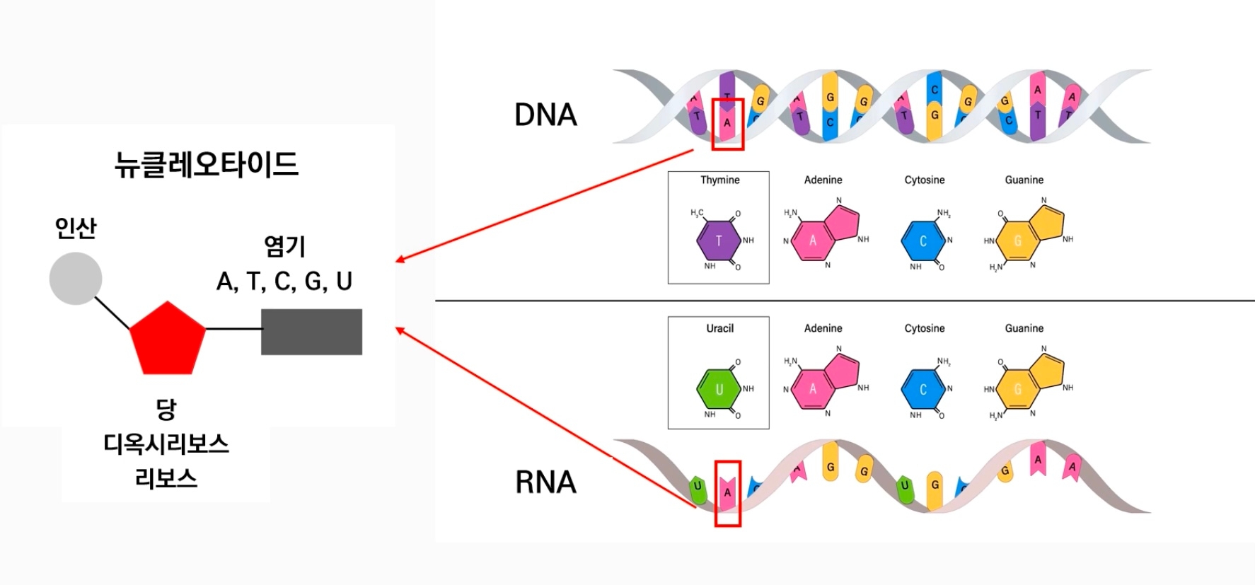 이기적 유전자 (2)