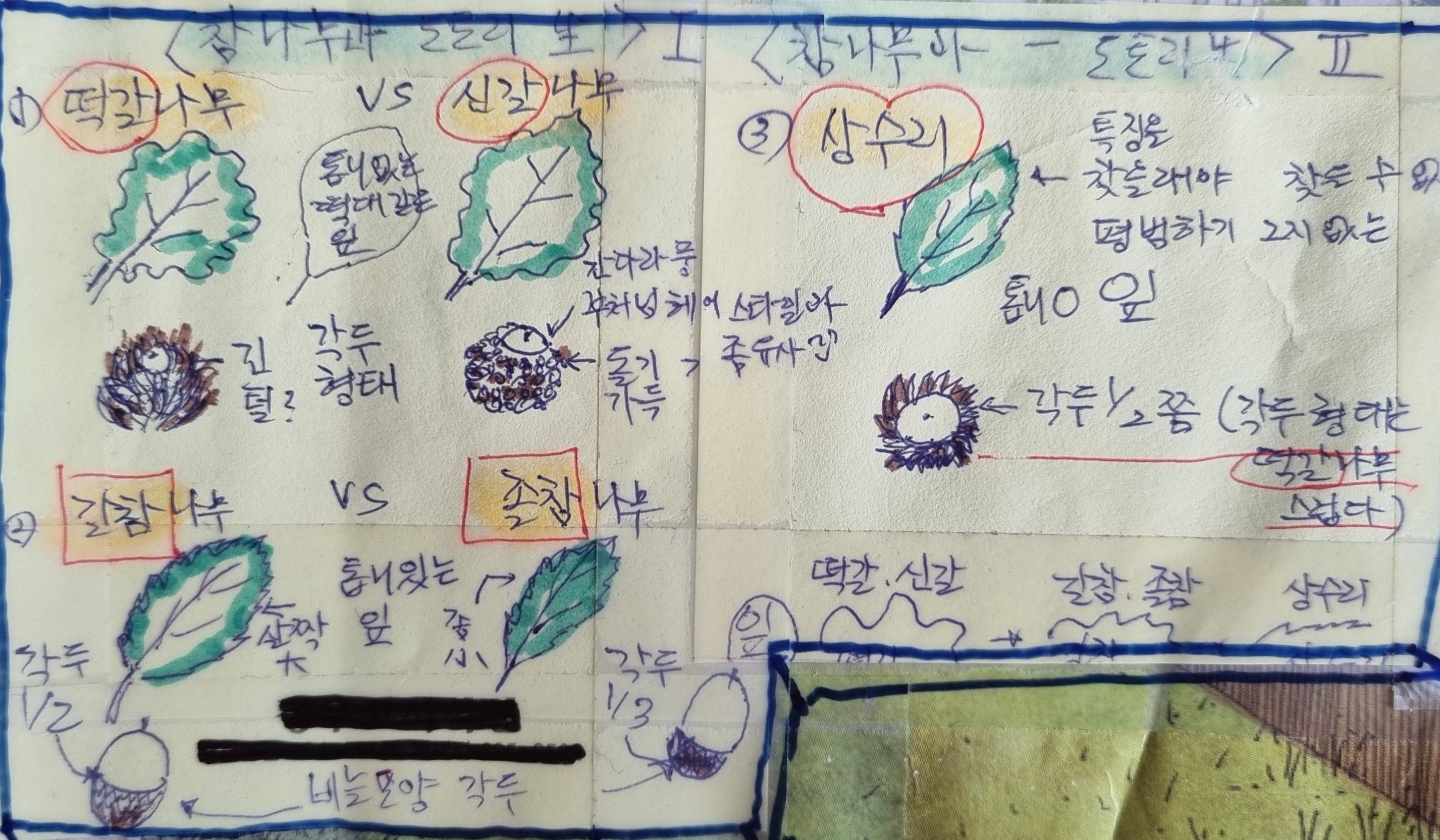 참나무 3형제 이미지