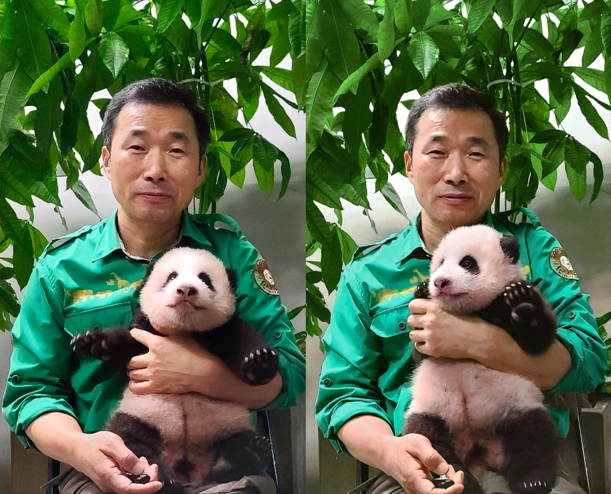 바오 이미지