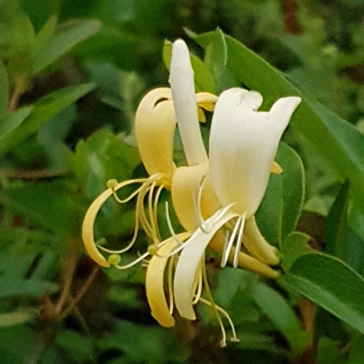 골드플라워 (GOLD FLOWER) 이미지