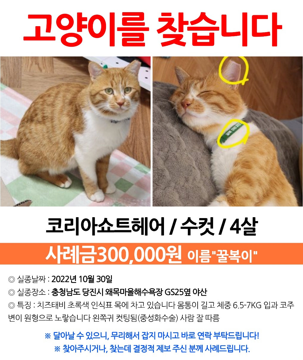 06화 6화 산책은 곧 실종 with 고양이탐정