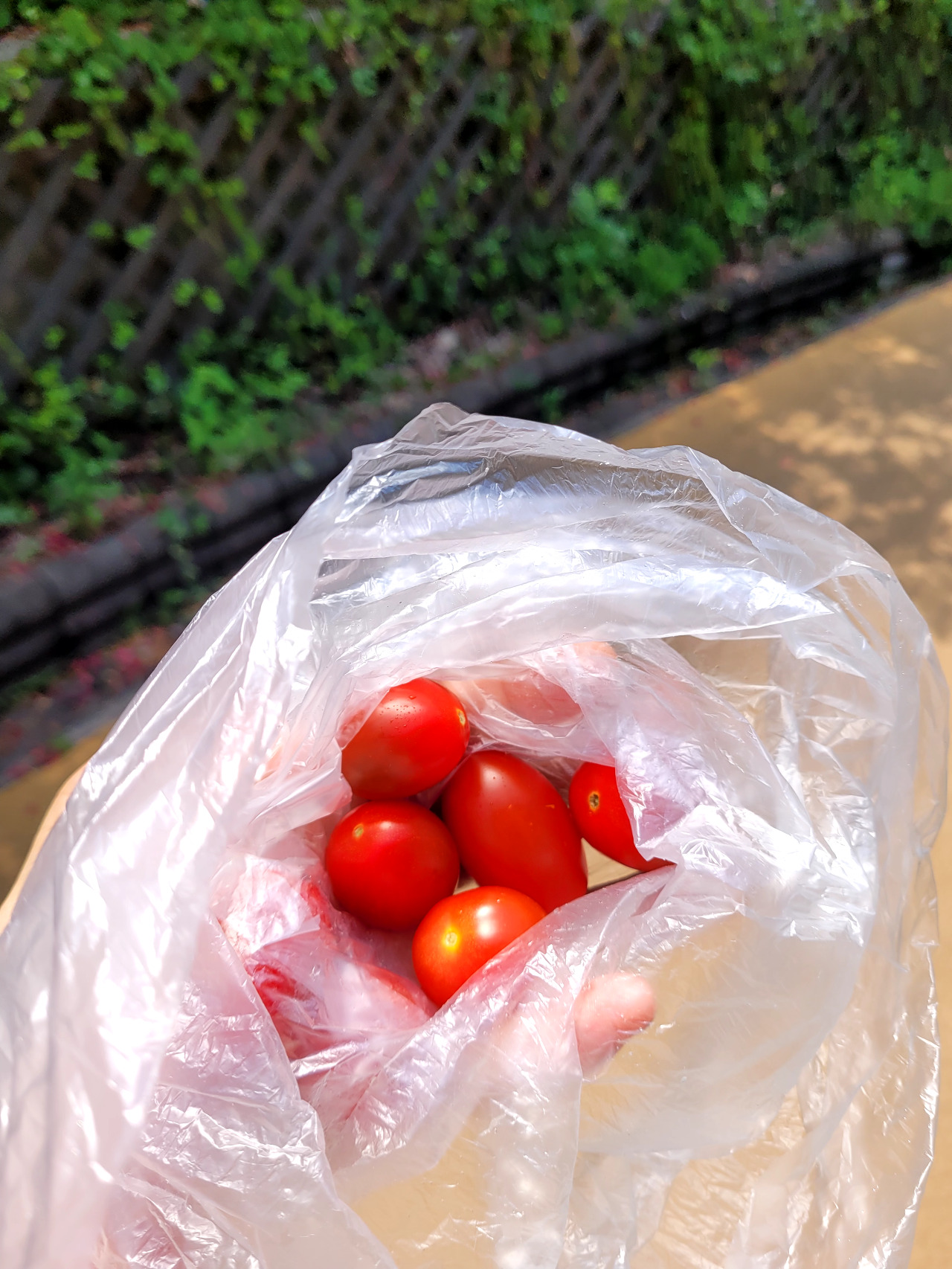 산아래토마토 이미지