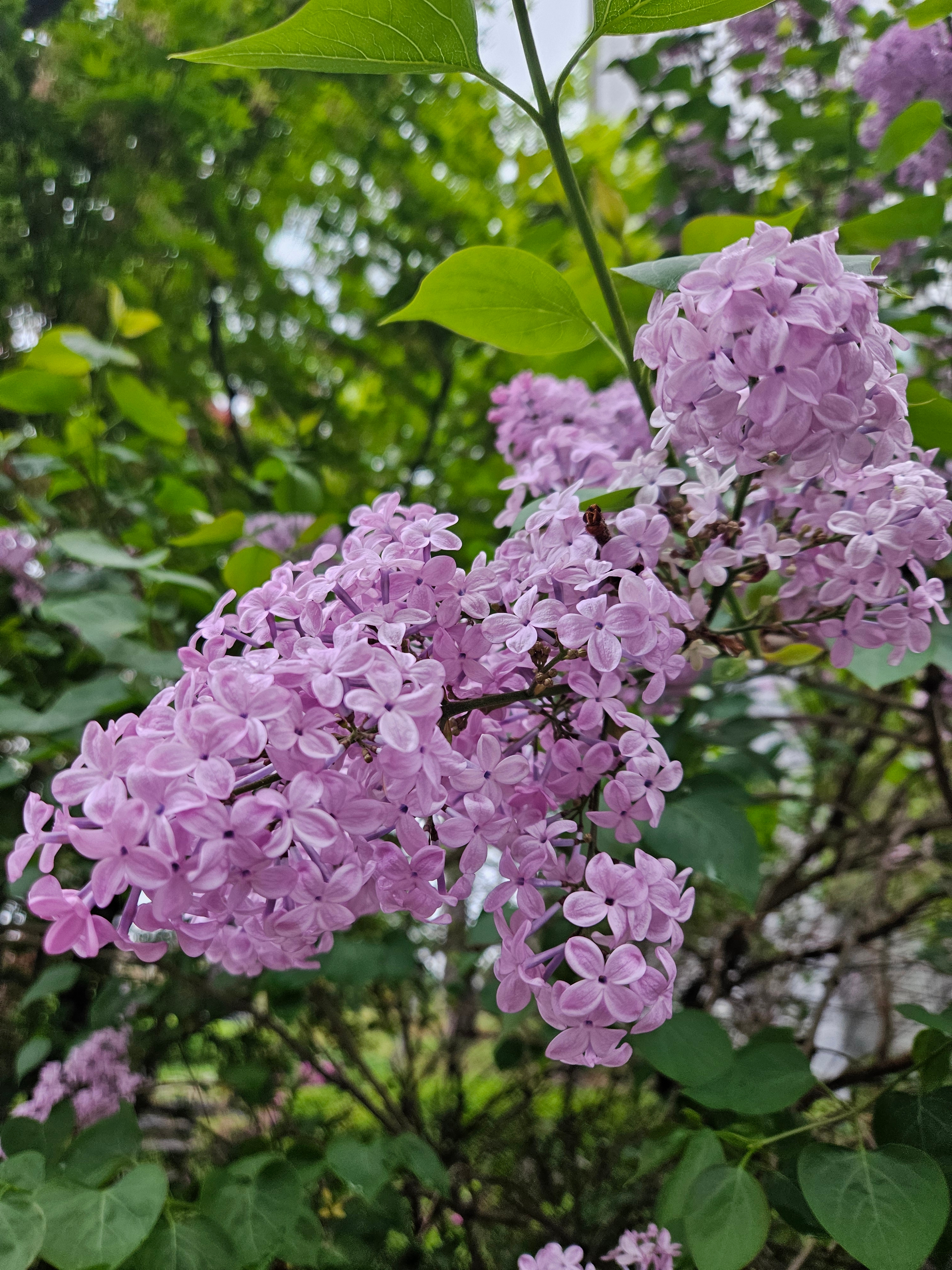 꽃필.그날 이미지