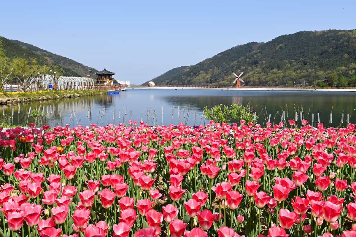 부모님이 반한 이유" 호수 따라 펼쳐진 튤립길
