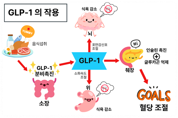 glp 1 작용 기전 꿈의 비만 치료제 위고비 A to Z