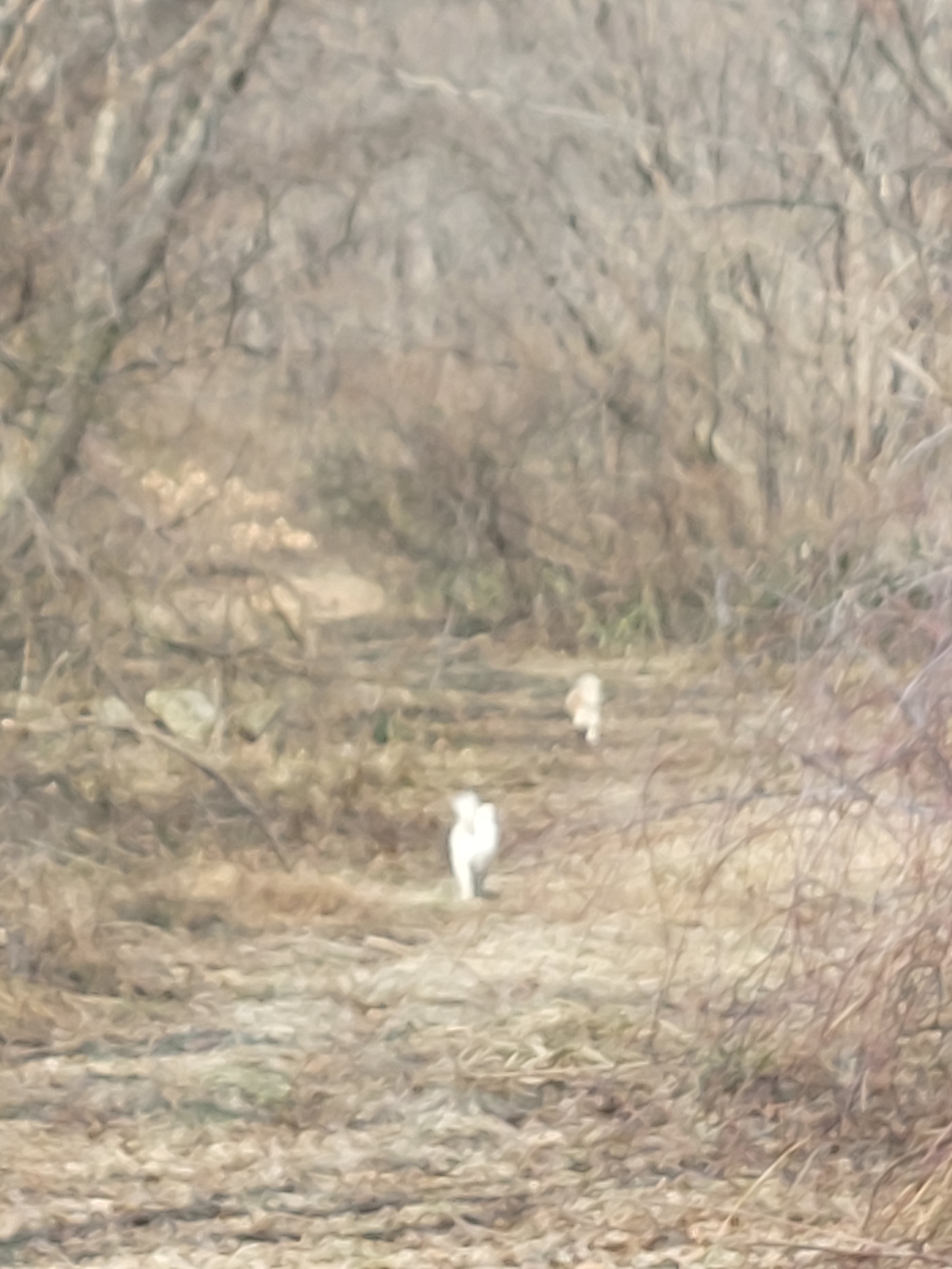 산골토종닭 이미지