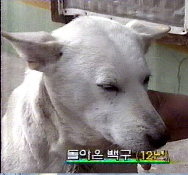백구 이미지