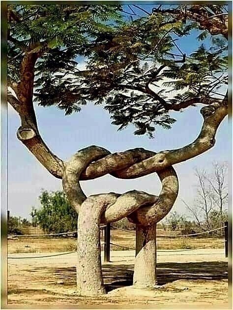 희귀한 나무 이미지