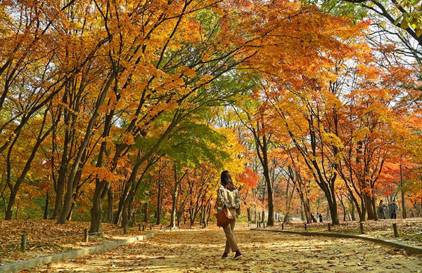 숨은나무 사진 4