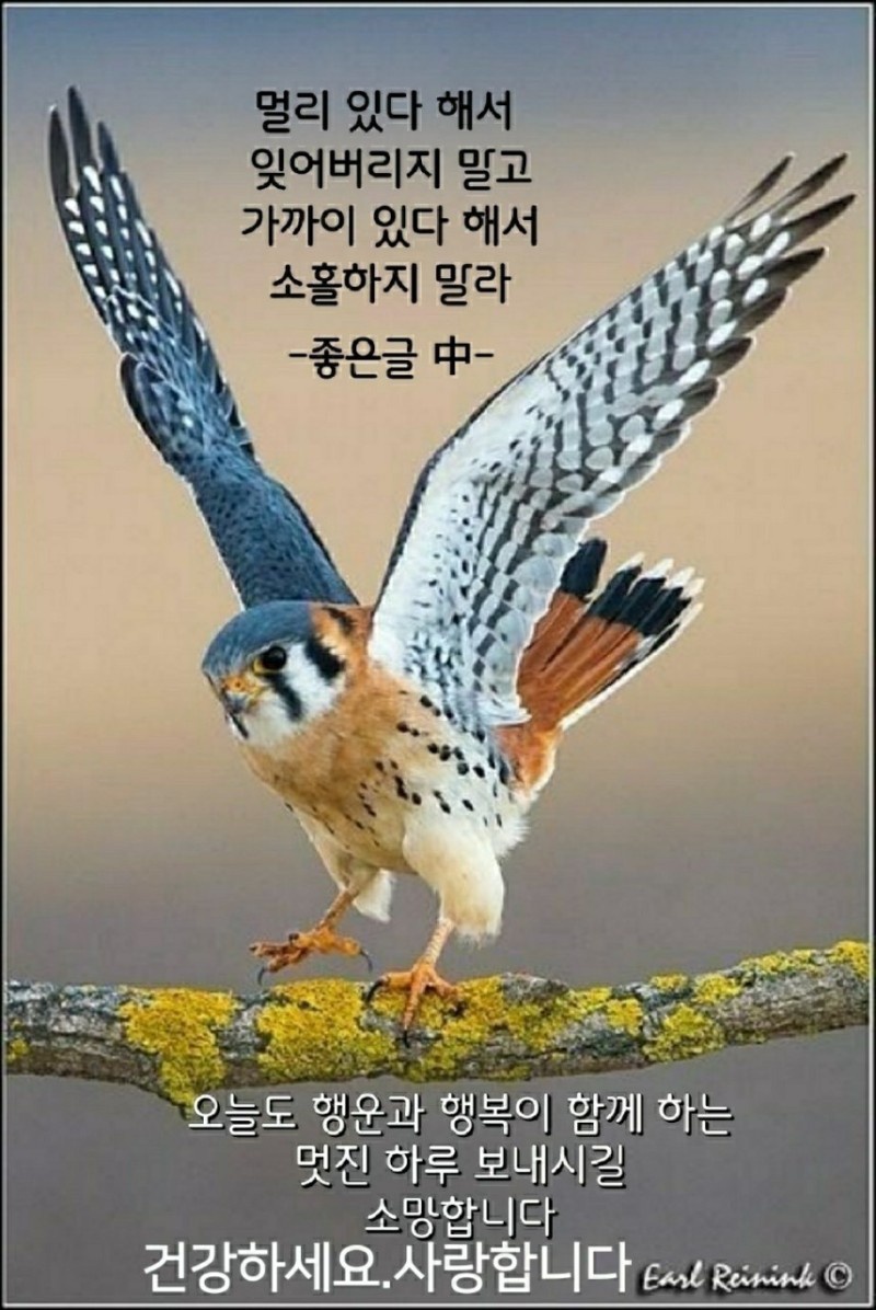 사노라면 이미지