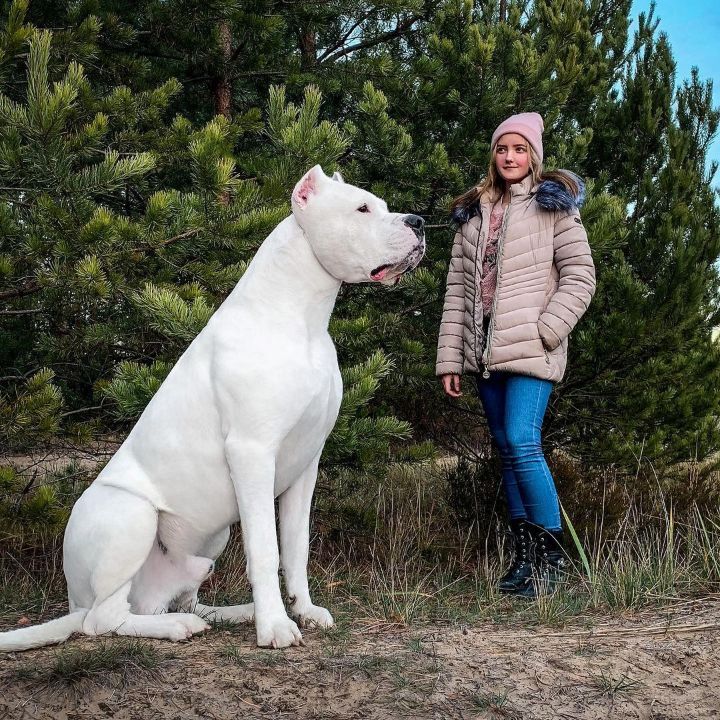도고(DOGO) 이미지
