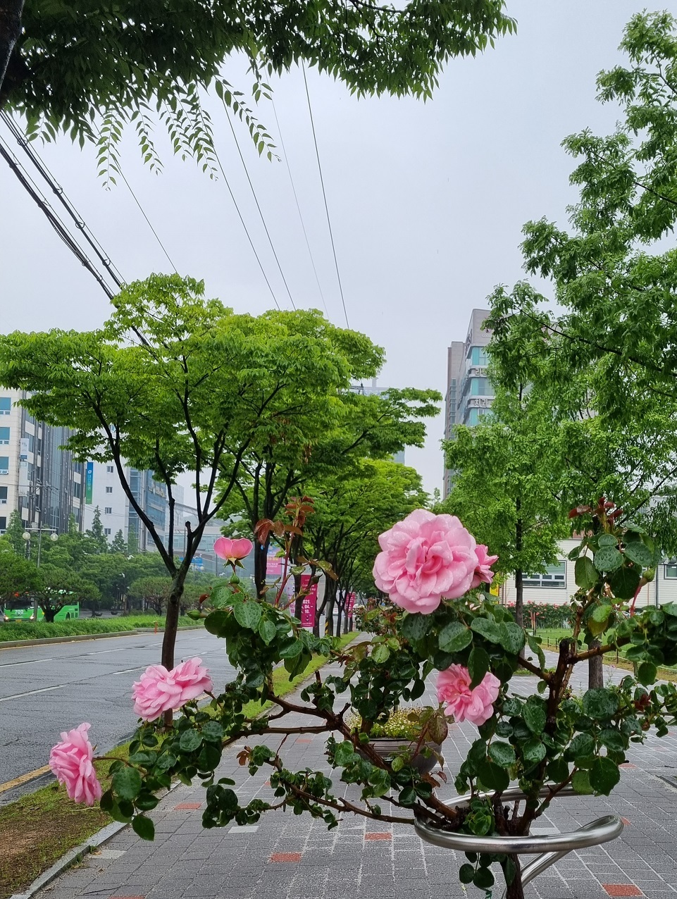 시청길 이미지