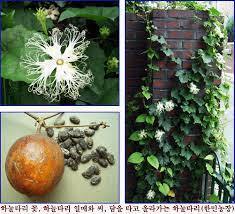 하눌타리 이미지