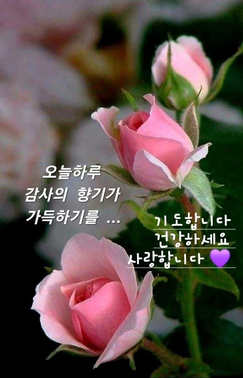Daum 카페