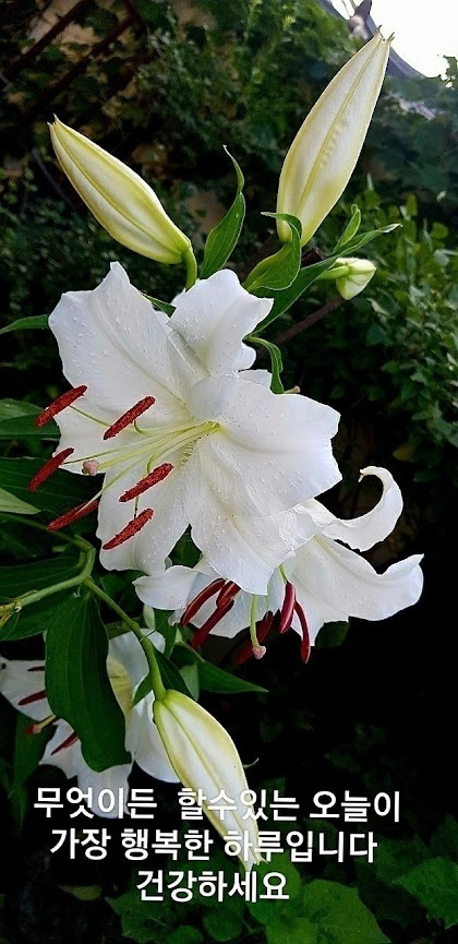 꽃;다시피다 이미지