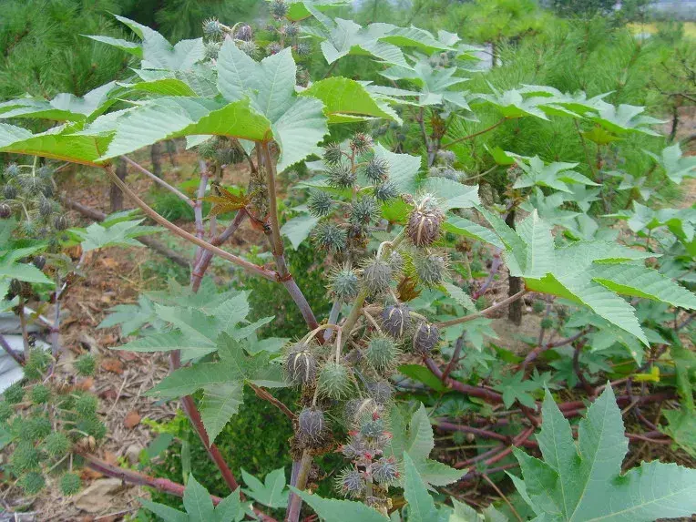 산야초 이미지