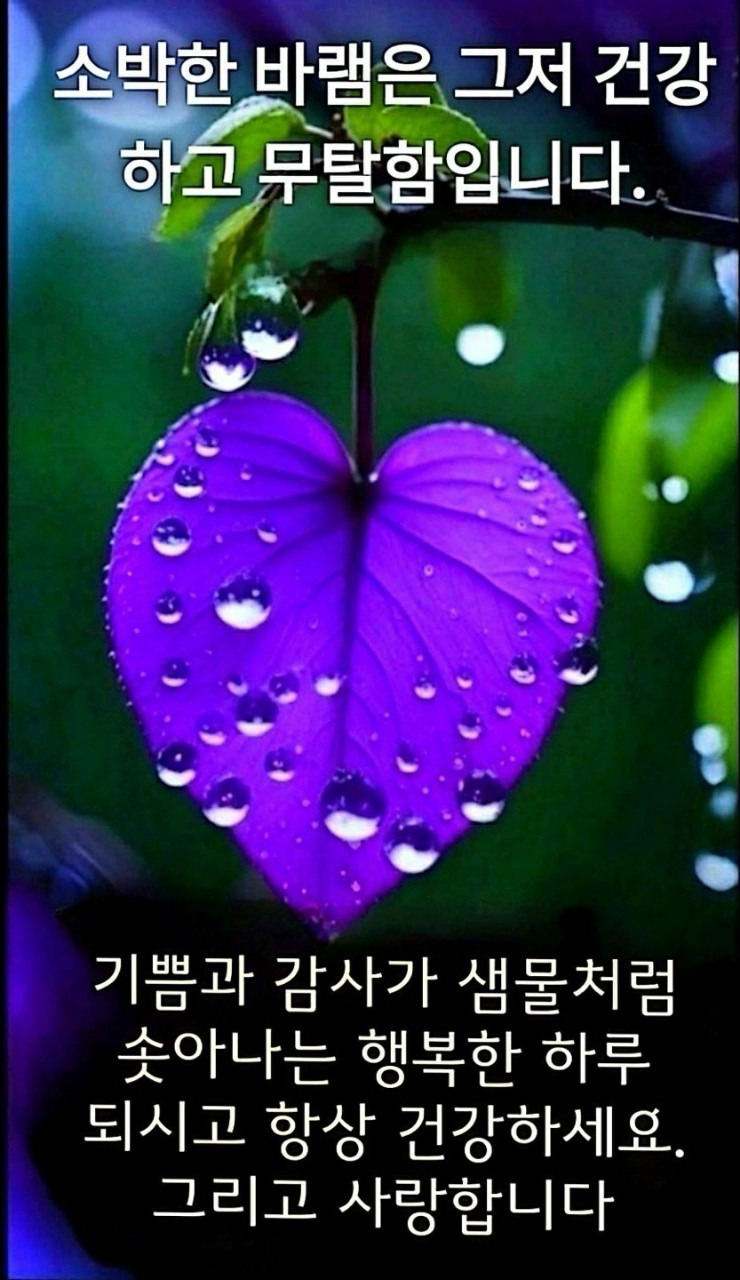 Daum 카페