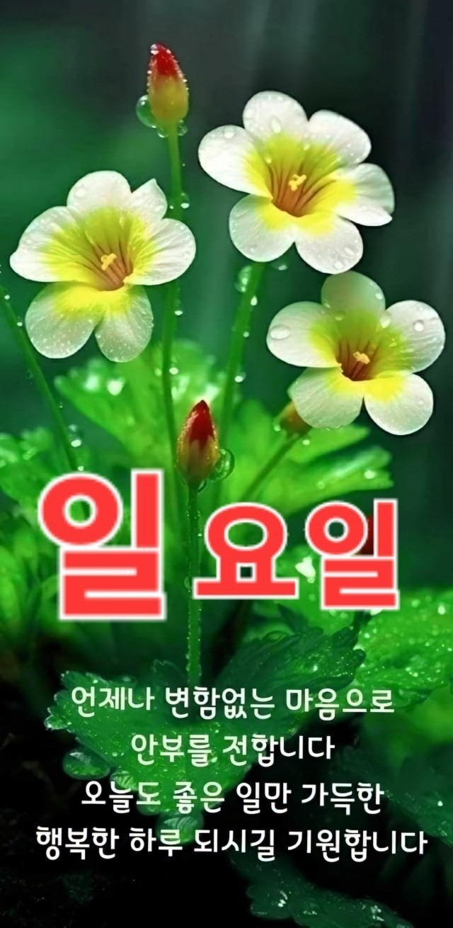 Daum 카페