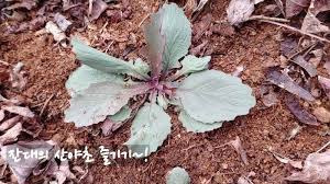 산야초 이미지