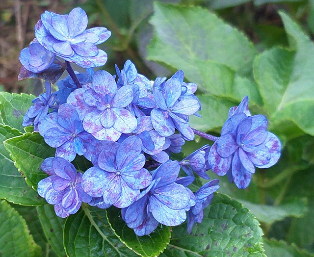 수국정원카페 이미지