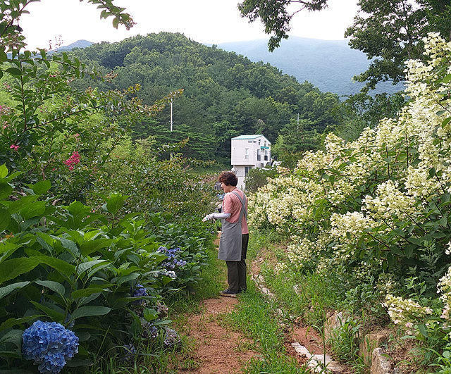 수국정원카페 이미지