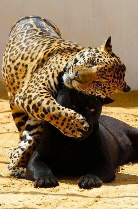 표범 이미지