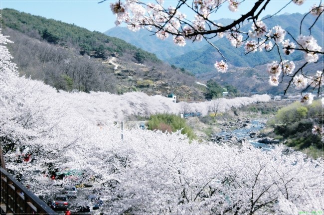 봄 꽃길김밥 이미지