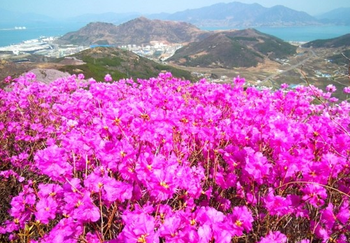 꽃님네 이미지