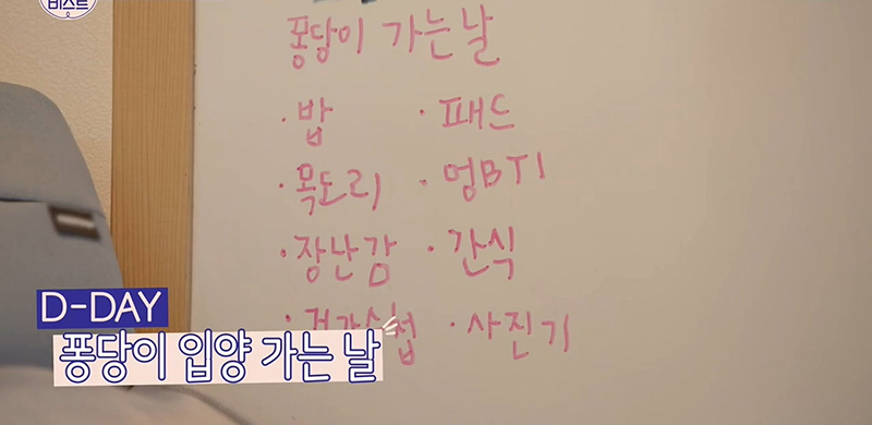 배우 이초희가 유기견을 임시보호하고 보내는 과정 | 인스티즈