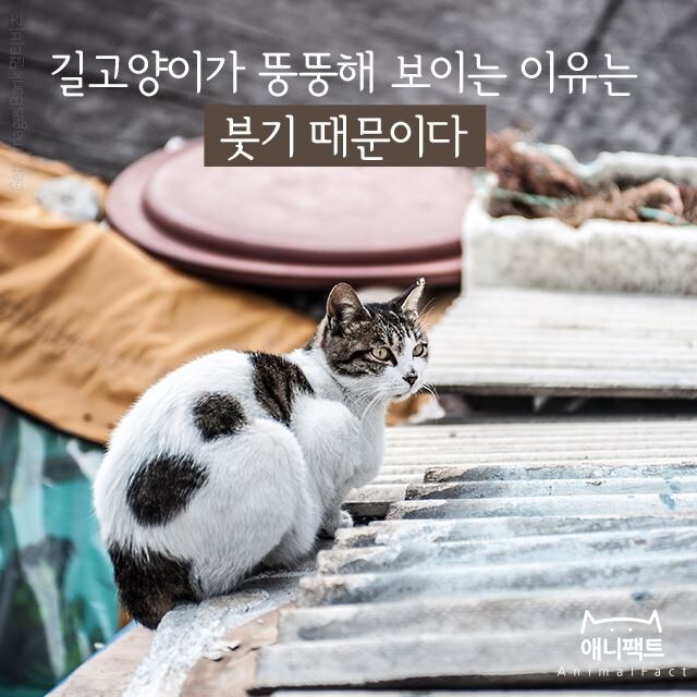 길에서 고양이 보면 만지지 마세요 추르 주지 마세요 | 인스티즈