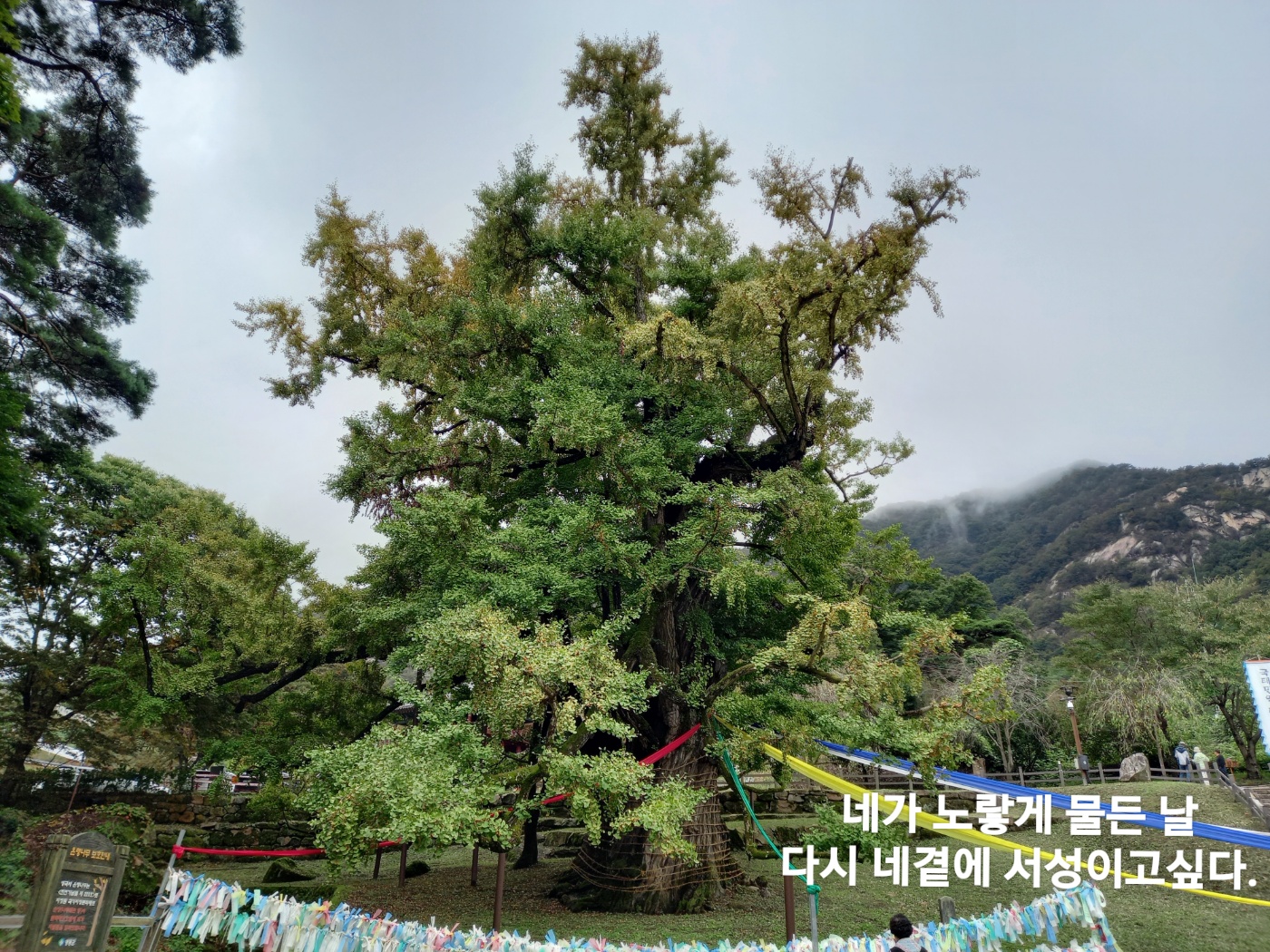 애령 이미지