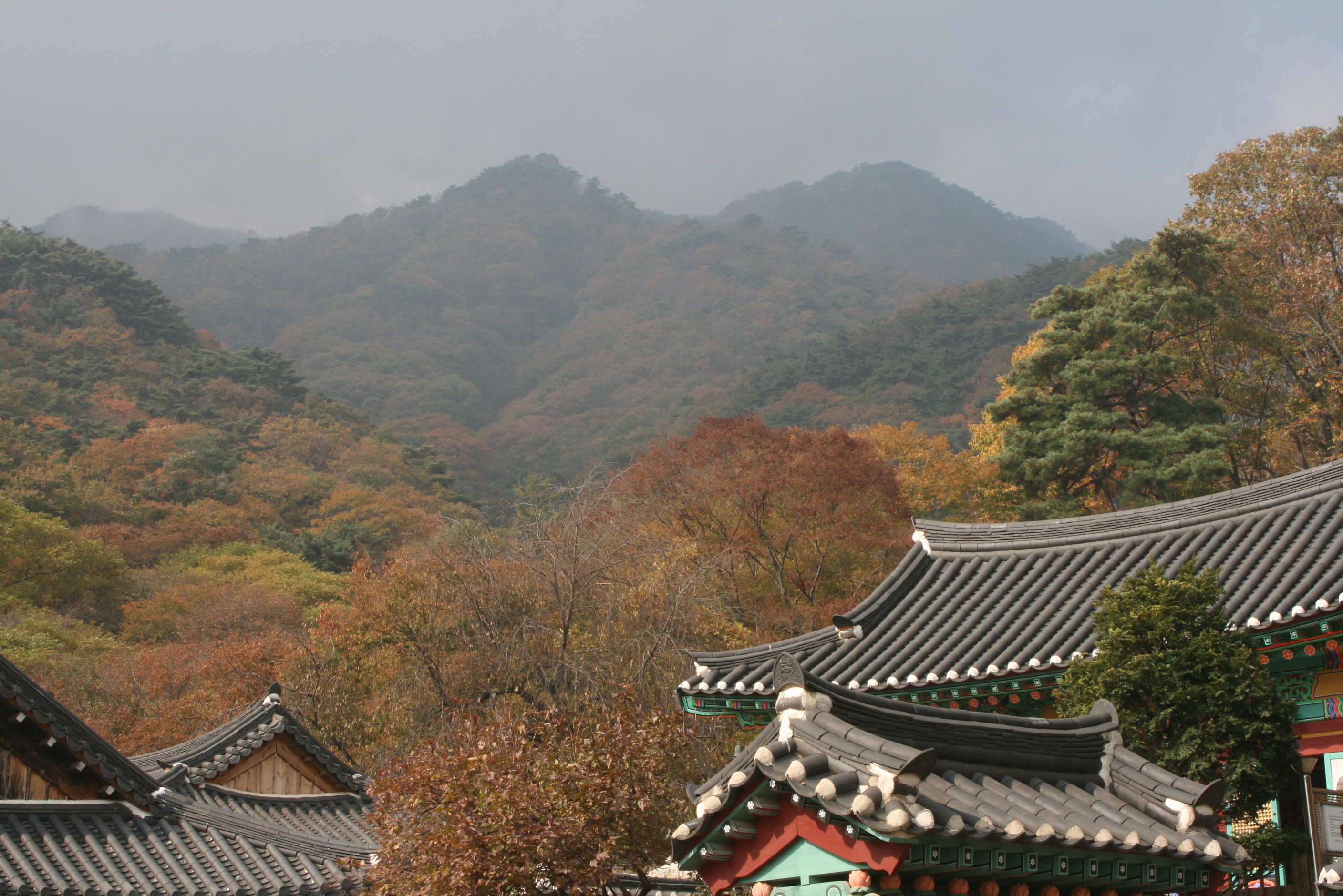 용문사 이미지
