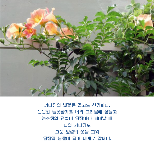 꽃잎담아 이미지
