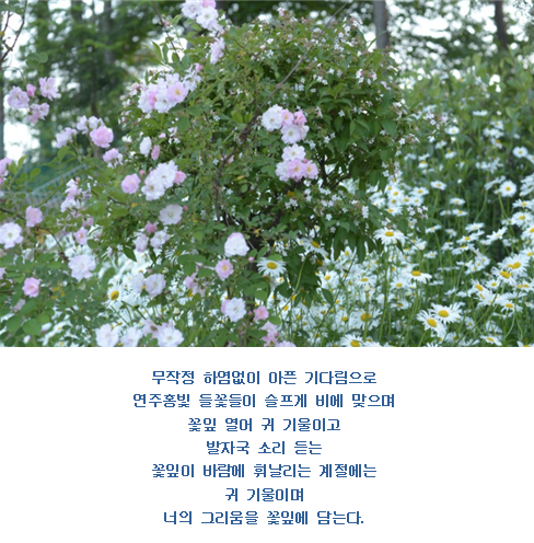 꽃잎담아 이미지