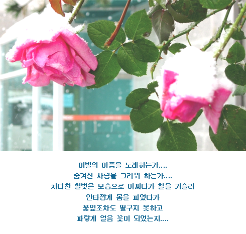 꽃잎 이미지
