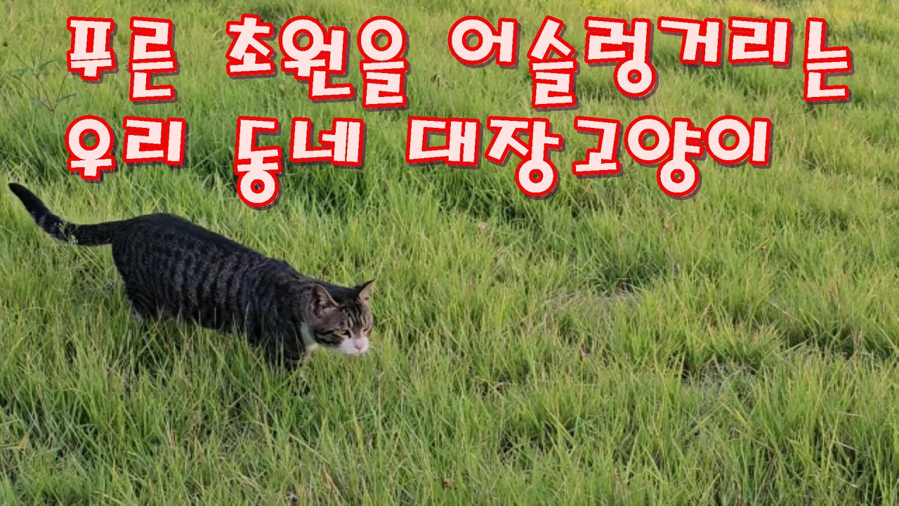 우리동네대장 이미지