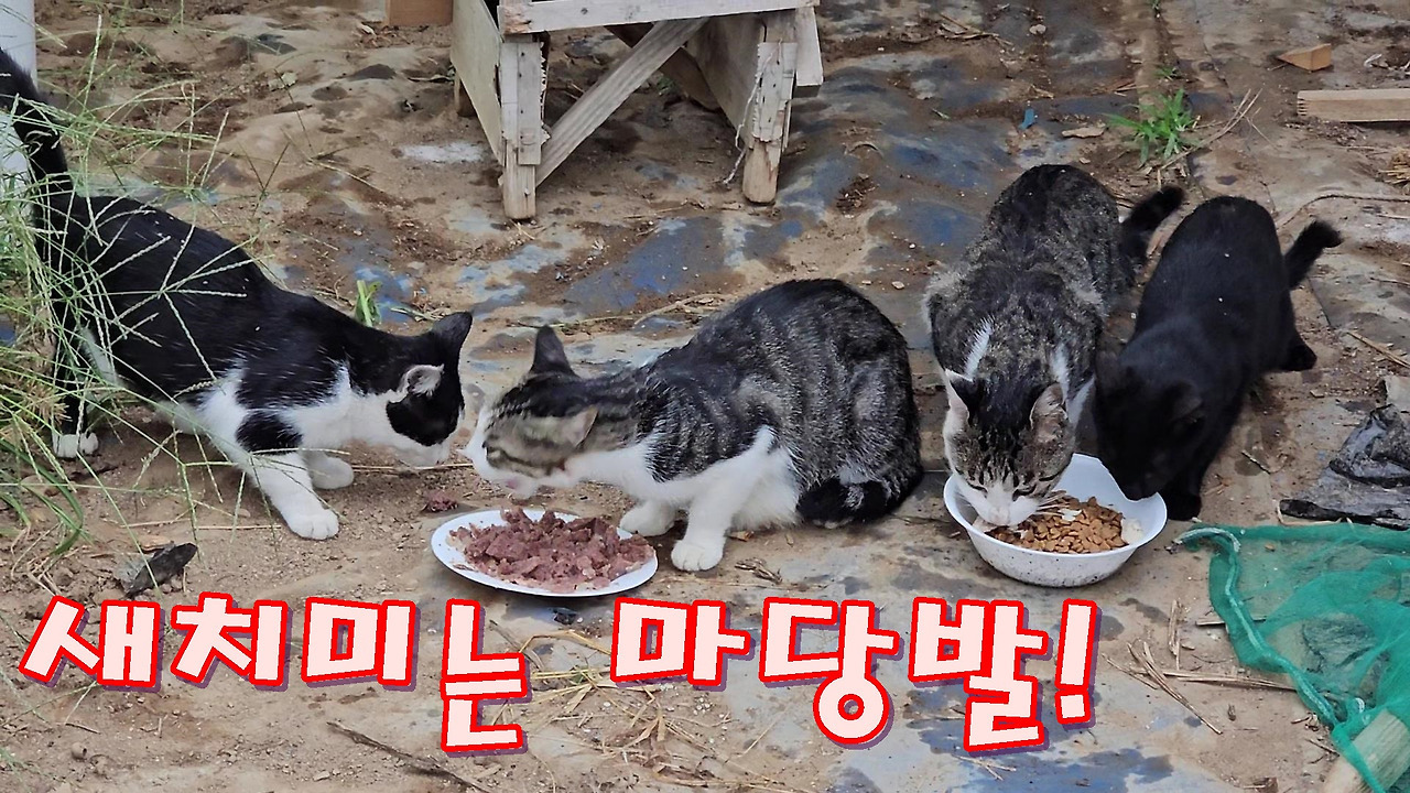 마당발 이미지